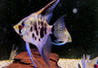 Leopard-  Clown Skalar (L) - Pterophyllum scalare
