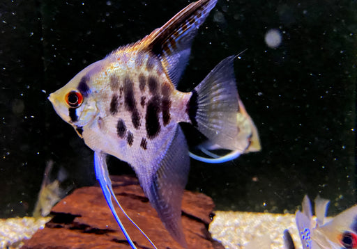 Leopard-  Clown Skalar (L) - Pterophyllum scalare