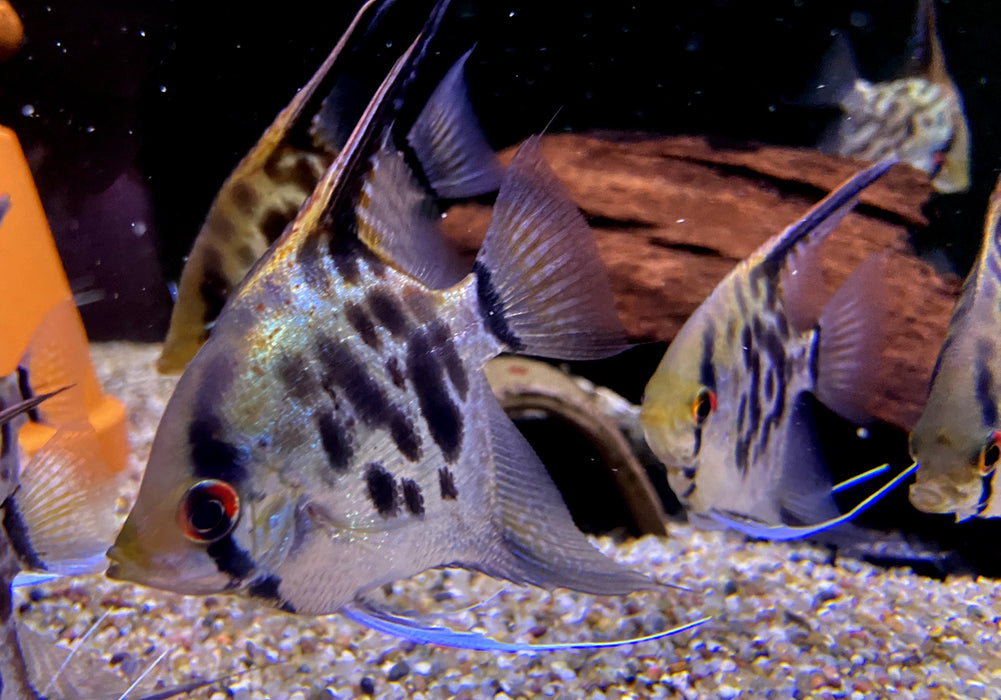 Leopard-  Clown Skalar (L) - Pterophyllum scalare