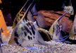 Leopard-  Clown Skalar (L) - Pterophyllum scalare