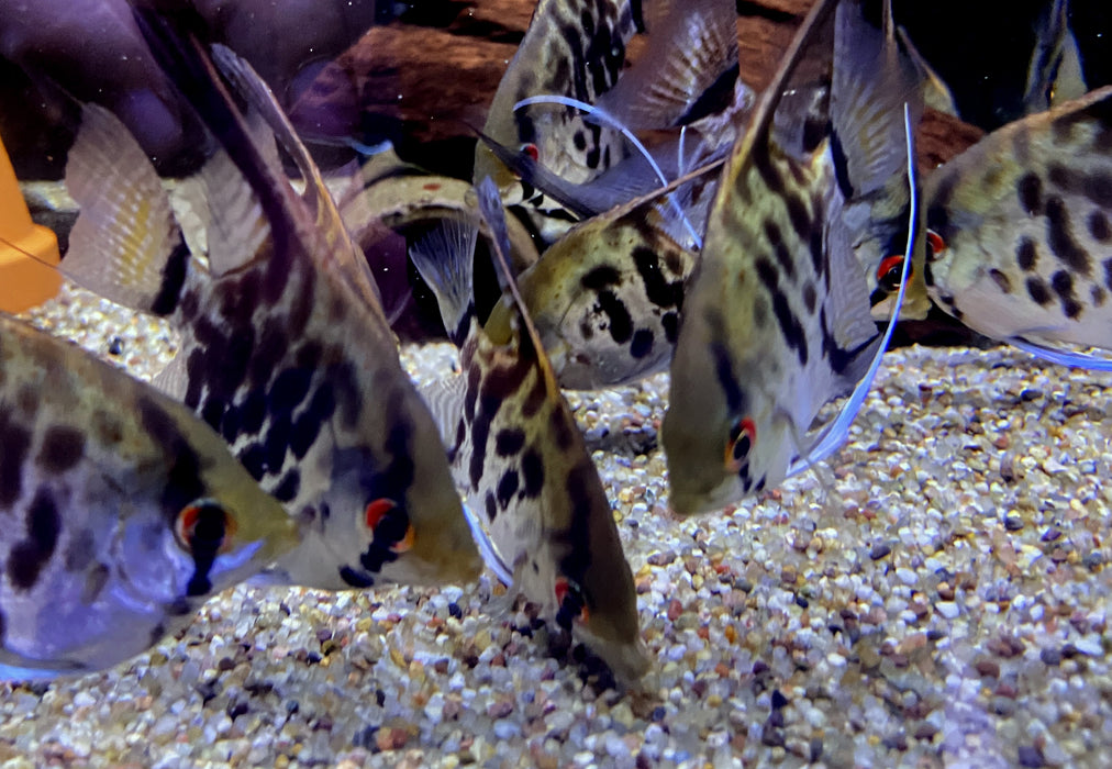 Leopard-  Clown Skalar (L) - Pterophyllum scalare