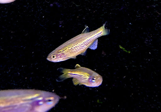 Leopardbärbling - Brachydanio frankei