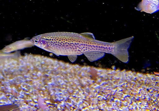 Leopardbärbling - Brachydanio frankei