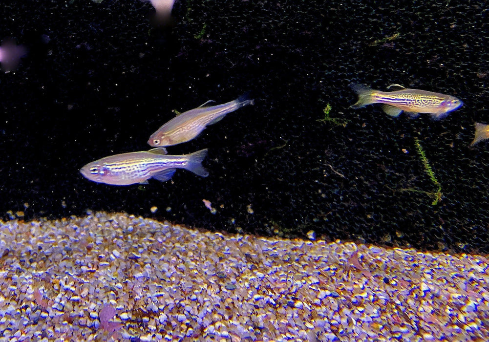 Leopardbärbling - Brachydanio frankei