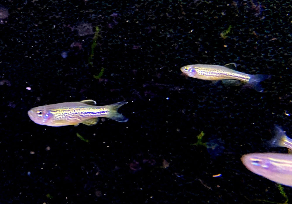 Leopardbärbling - Brachydanio frankei