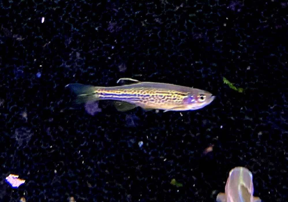 Leopardbärbling - Brachydanio frankei