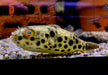 Leopardkugelfisch (XL) - Tetraodon schoutedeni