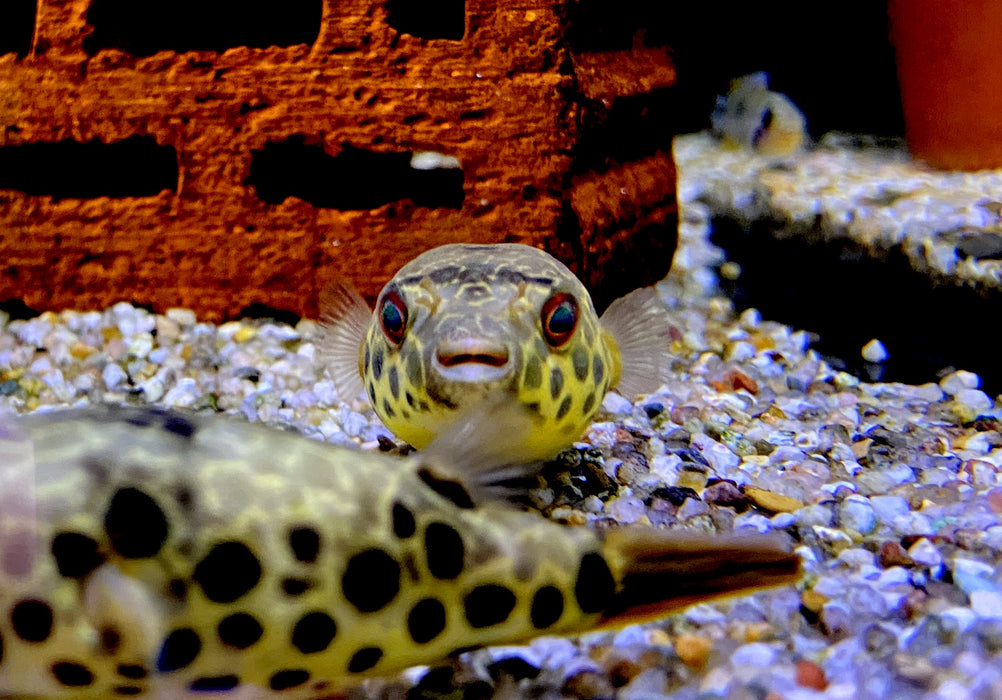 Leopardkugelfisch (XL) - Tetraodon schoutedeni