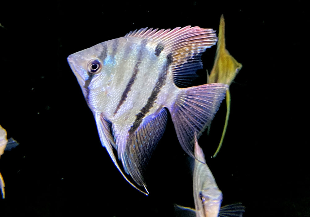 Leopolds Skalar Rio Demini - Pterophyllum leopoldi Rio Demini