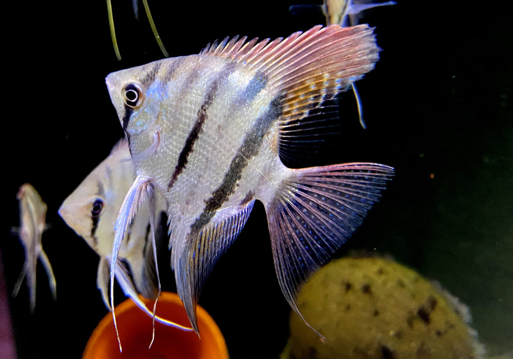 Leopolds Skalar Rio Demini - Pterophyllum leopoldi Rio Demini