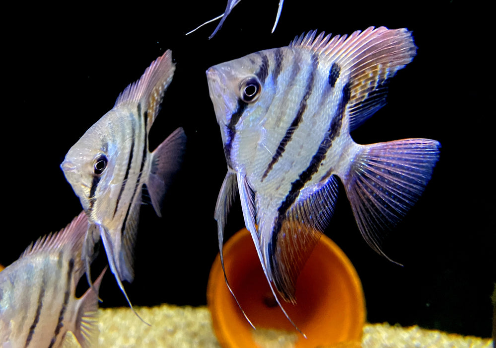 Leopolds Skalar Rio Demini - Pterophyllum leopoldi Rio Demini