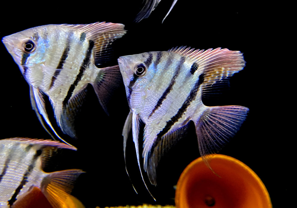 Leopolds Skalar Rio Demini - Pterophyllum leopoldi Rio Demini