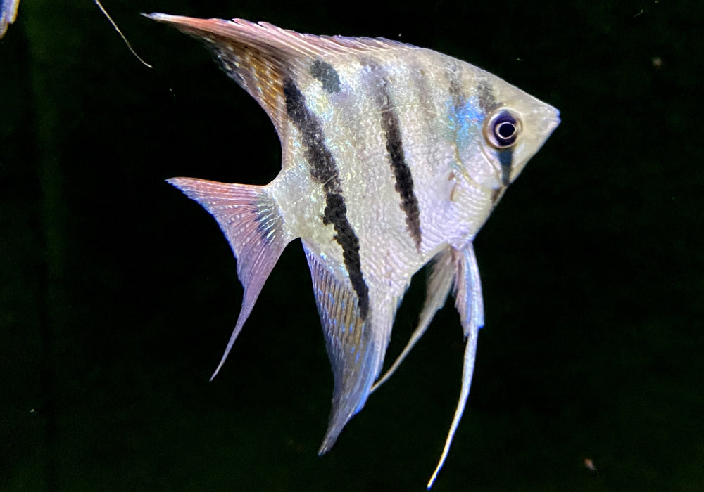 Leopolds Skalar Rio Demini - Pterophyllum leopoldi Rio Demini