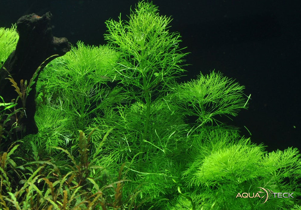 Limnophila aquatica