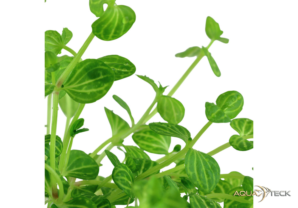 Lindernia rotundifolia