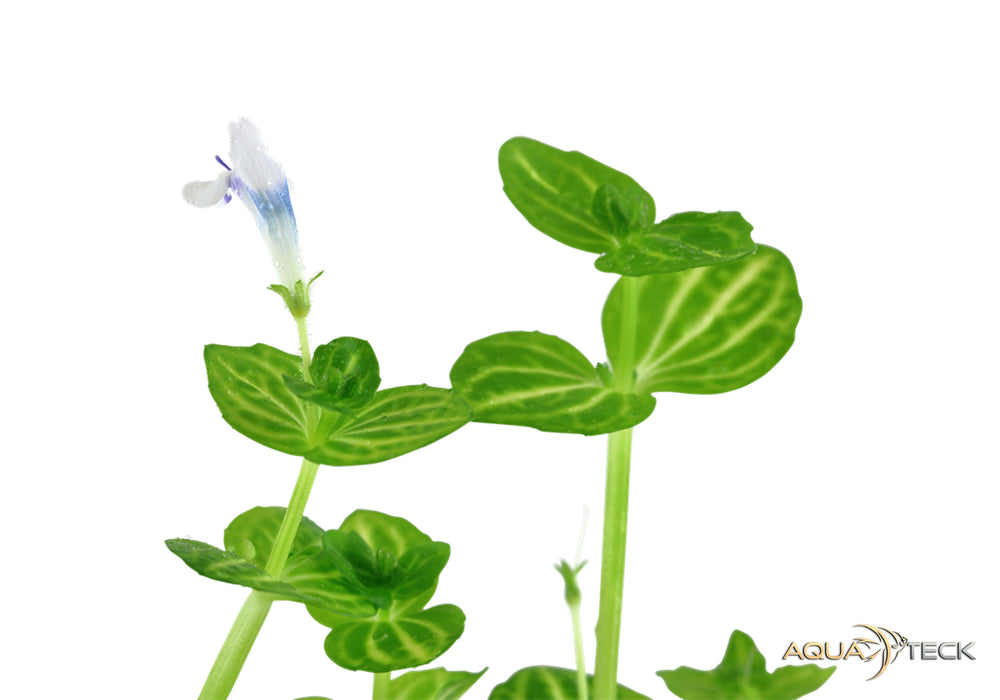 Lindernia rotundifolia