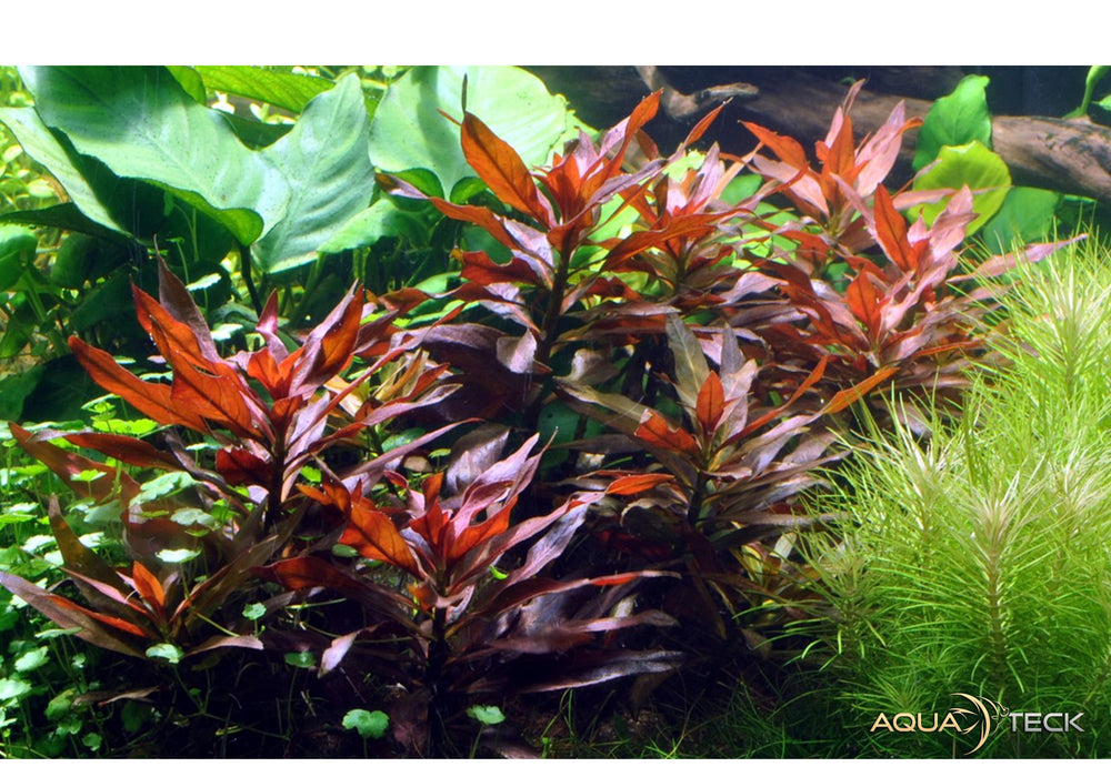 Ludwigia glandulosa