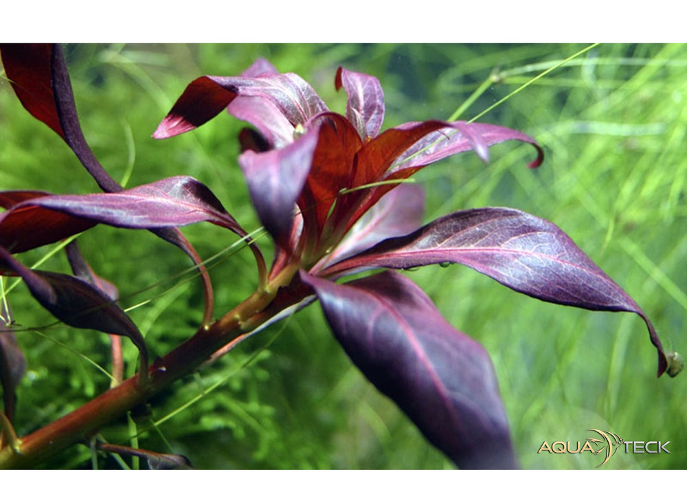 Ludwigia glandulosa