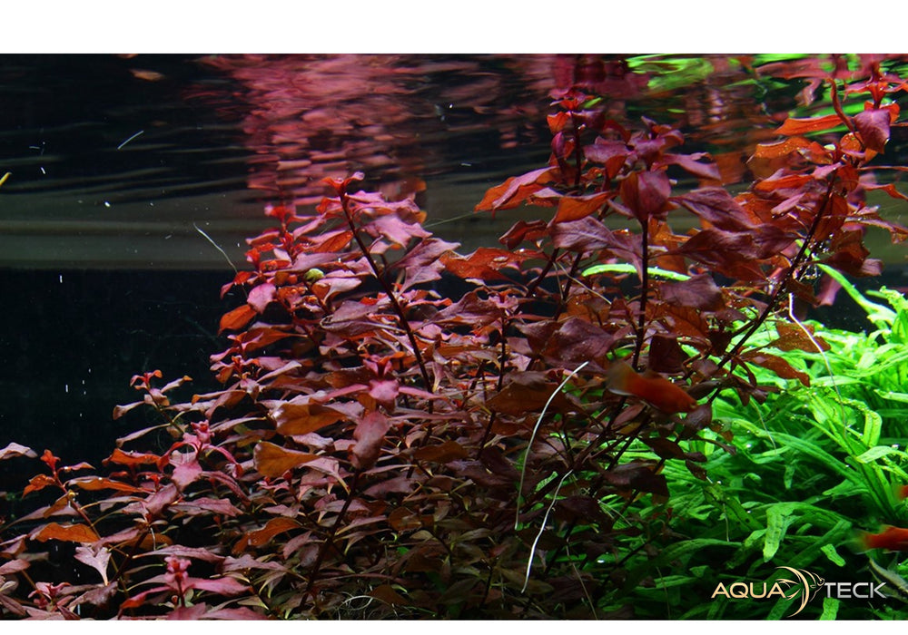 Ludwigia palustris 'Super Red'