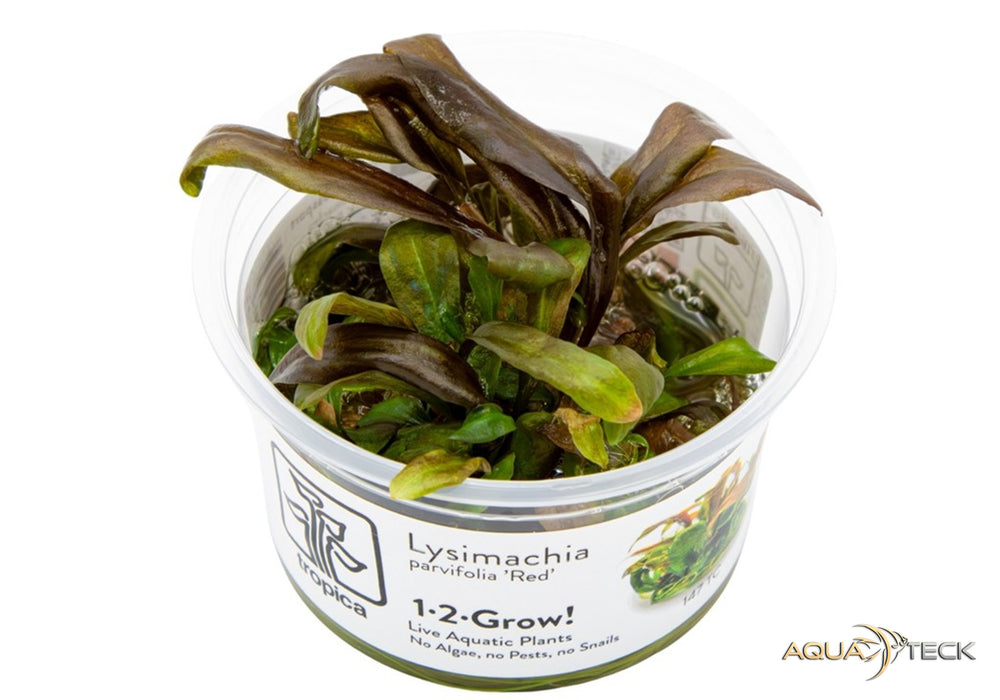 Lysimachia parvifolia 'red' (InVitro)