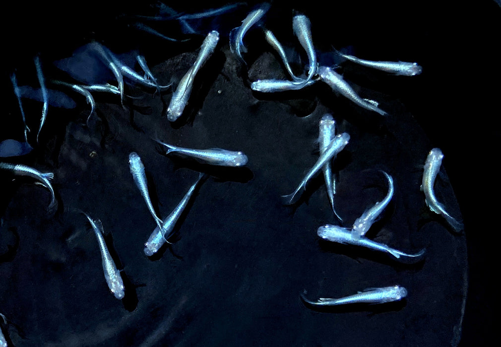 WIEDER DA - Medaka / Japanischer Reisfisch "Blue" - Oryzias latipes