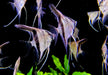 Manacapuru Rotrücken-Skalar (S) - Pterophyllum scalare