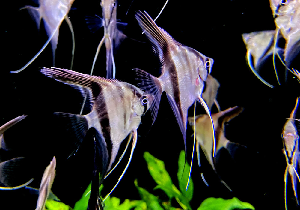 Manacapuru Rotrücken-Skalar - Pterophyllum scalare