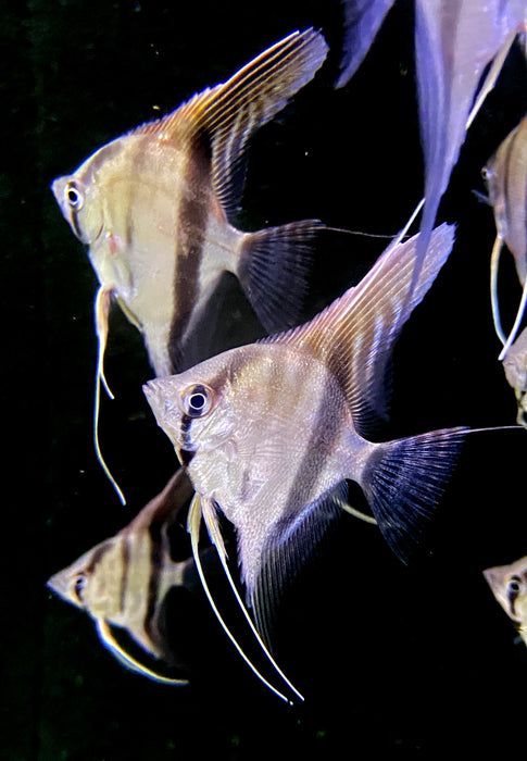 Manacapuru Rotrücken-Skalar - Pterophyllum scalare