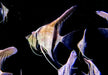 Manacapuru Rotrücken-Skalar - Pterophyllum scalare
