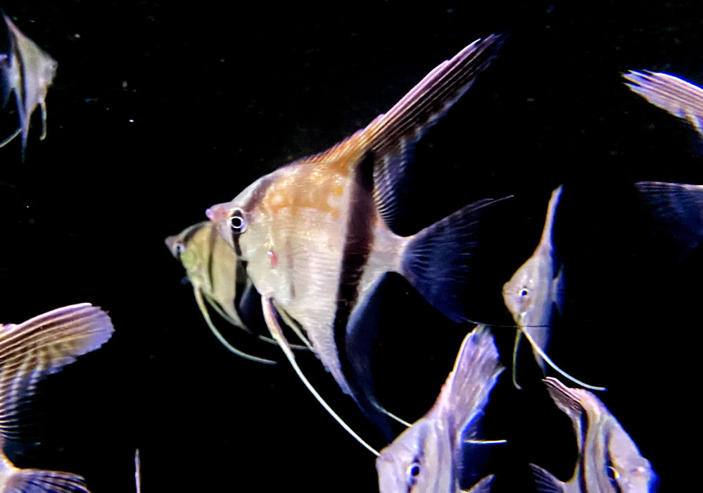 Manacapuru Rotrücken-Skalar - Pterophyllum scalare
