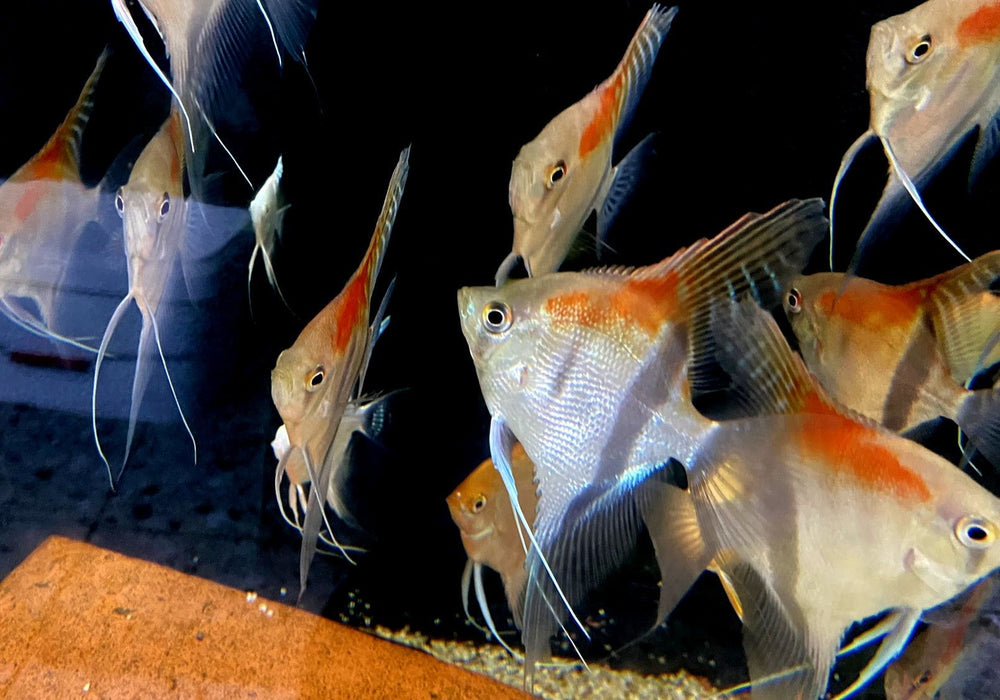 Manacapuru Rotrücken-Skalar - Pterophyllum scalare