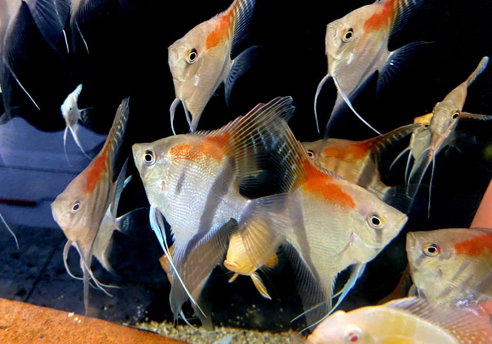 Manacapuru Rotrücken-Skalar - Pterophyllum scalare