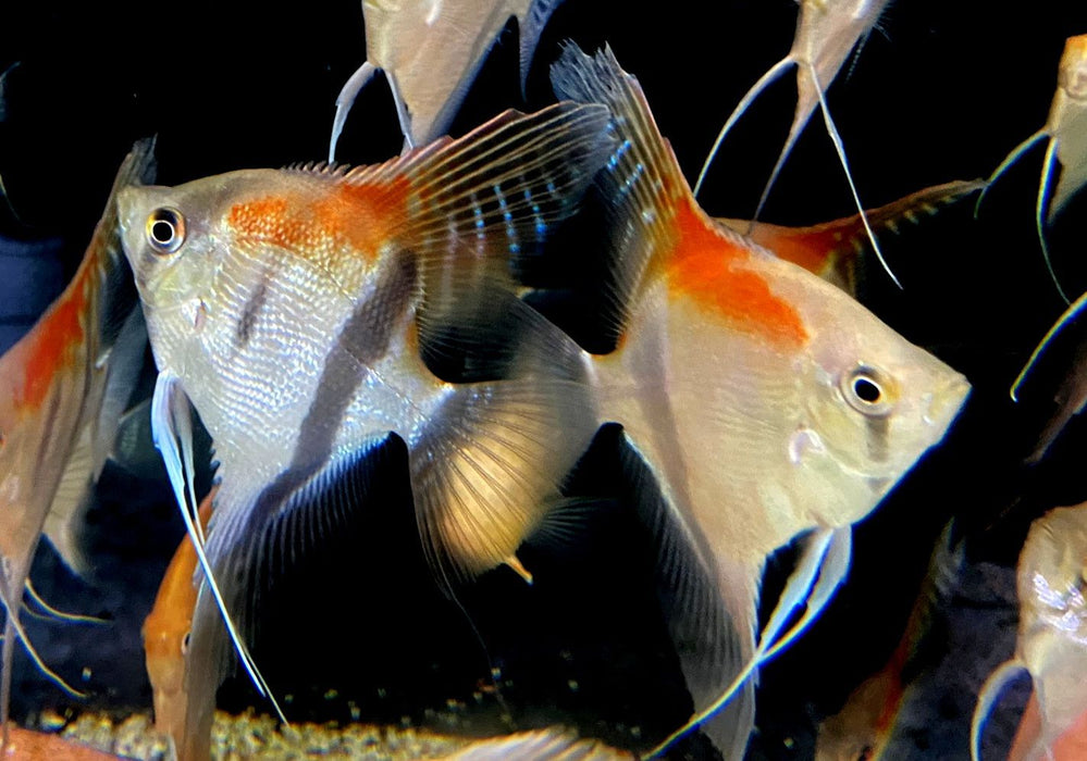 Manacapuru Rotrücken-Skalar - Pterophyllum scalare