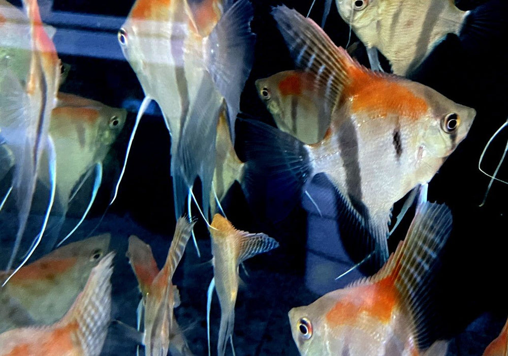 Manacapuru Rotrücken-Skalar - Pterophyllum scalare