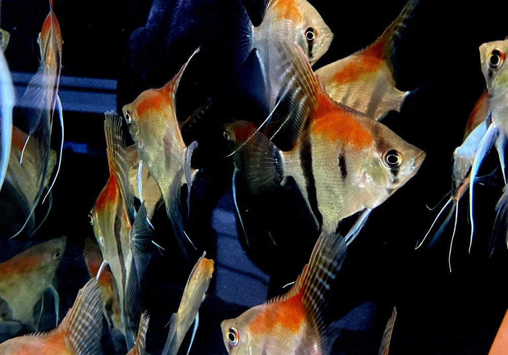 Manacapuru Rotrücken-Skalar - Pterophyllum scalare