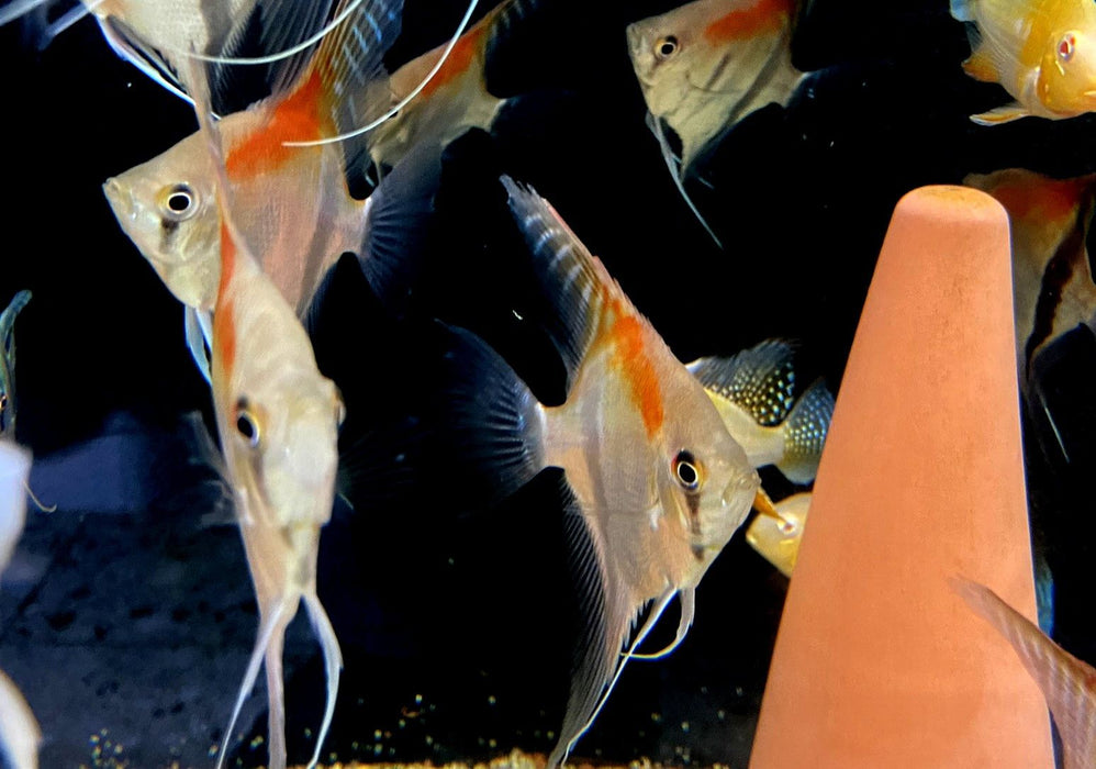 Manacapuru Rotrücken-Skalar - Pterophyllum scalare