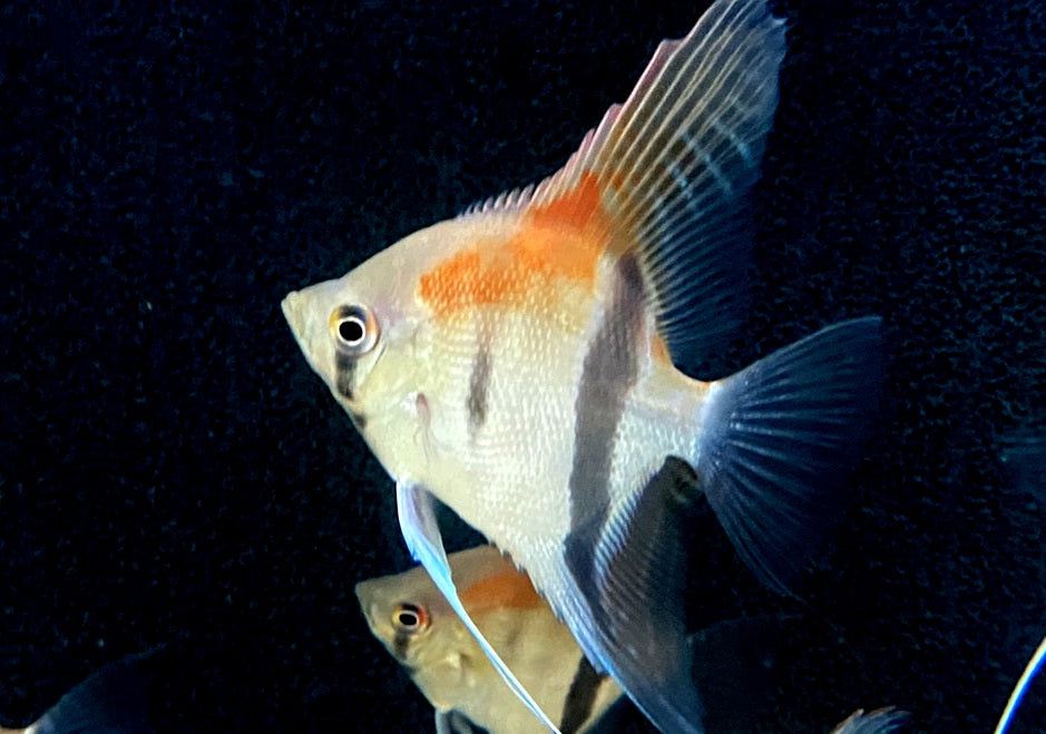 Manacapuru Rotrücken-Skalar - Pterophyllum scalare