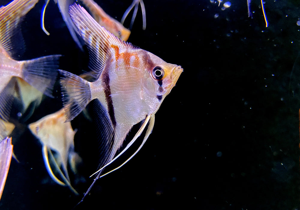 Manacapuru Rotrücken Skalar (L)
Pterophyllum scalare