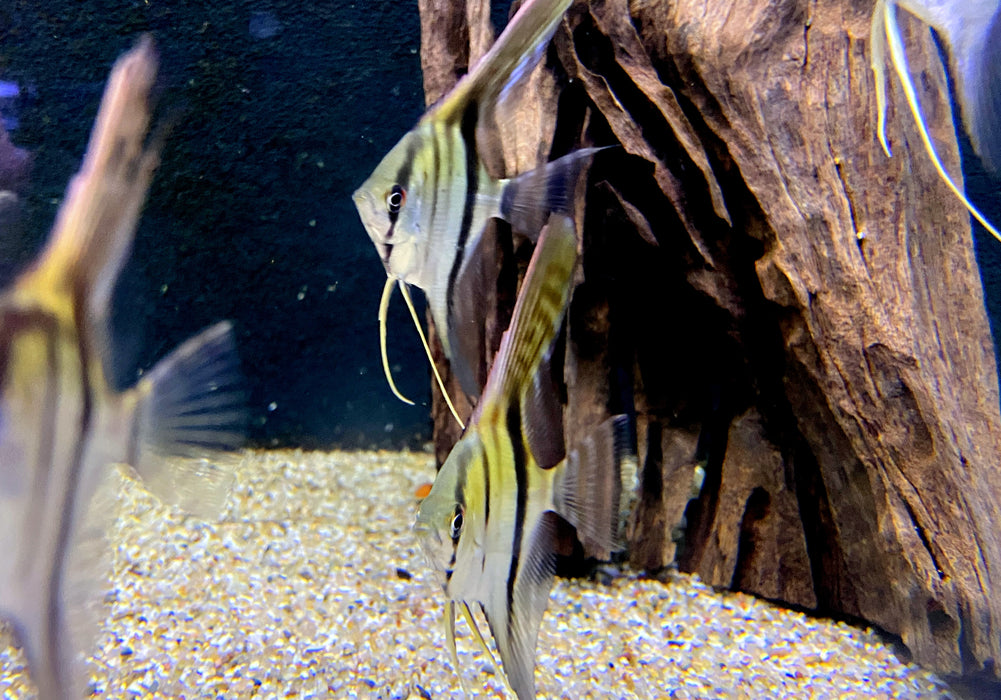 Manacapuru Rotrücken Skalar (M) - Pterophyllum scalare