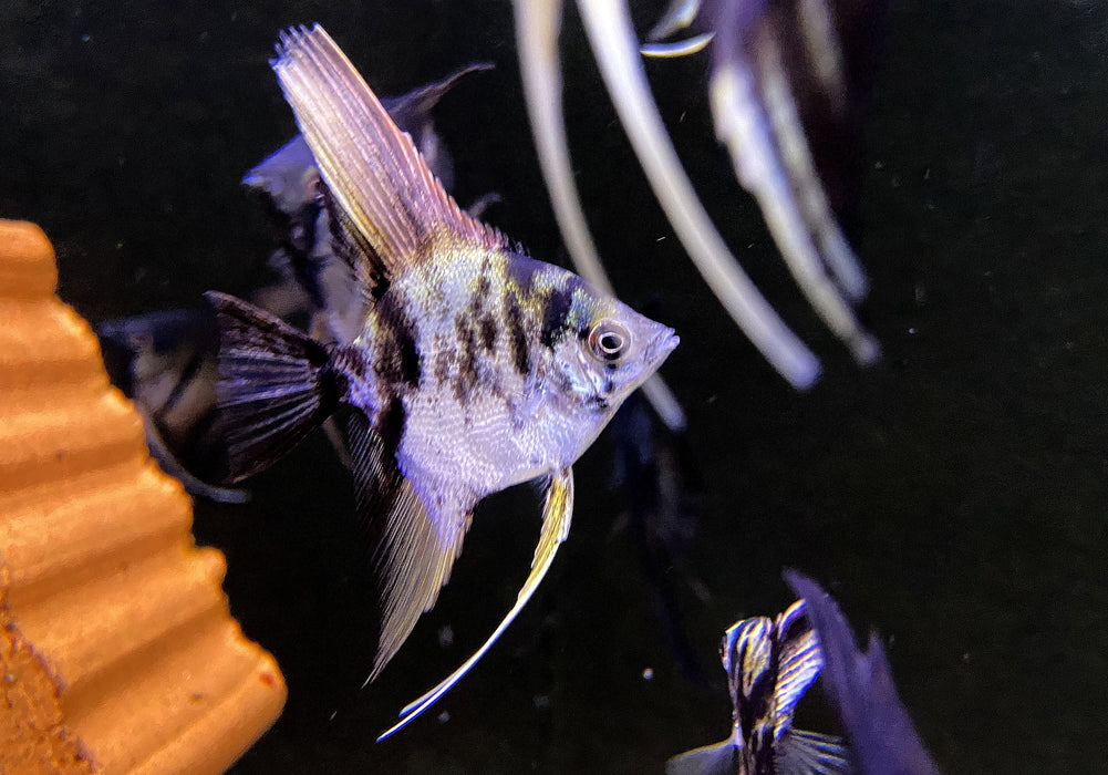 NEU - Marmor-Skalar - Pterophyllum scalare