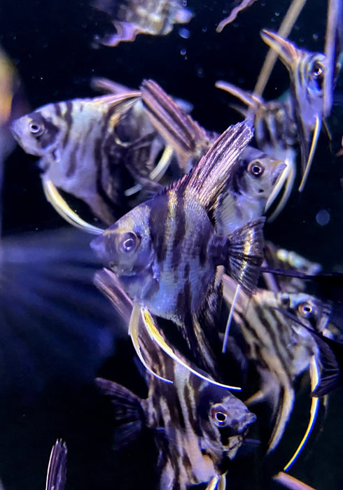 NEU - Marmor-Skalar - Pterophyllum scalare