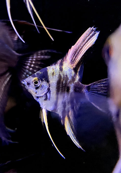NEU - Marmor-Skalar - Pterophyllum scalare