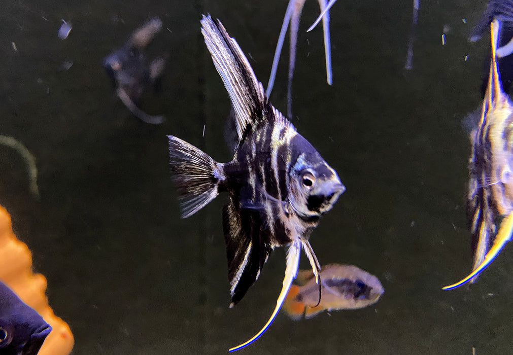 NEU - Marmor-Skalar - Pterophyllum scalare