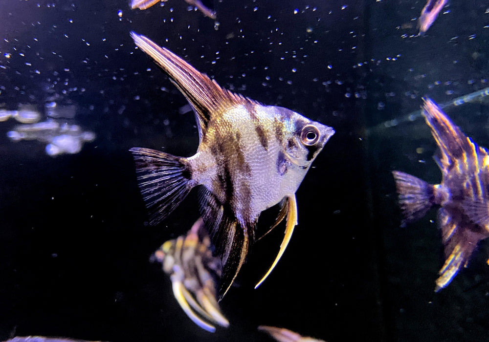 NEU - Marmor-Skalar - Pterophyllum scalare