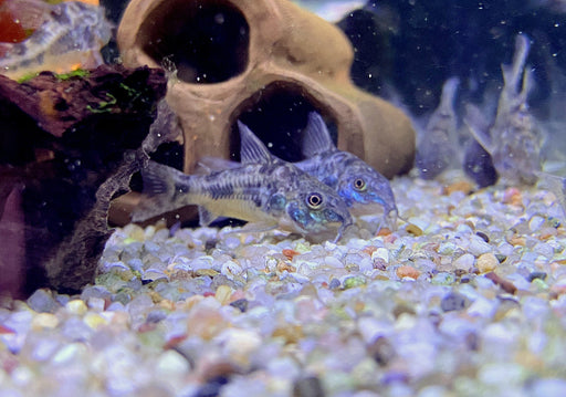 Marmorierter Panzerwels - Hoplisoma (Corydoras) paleatum