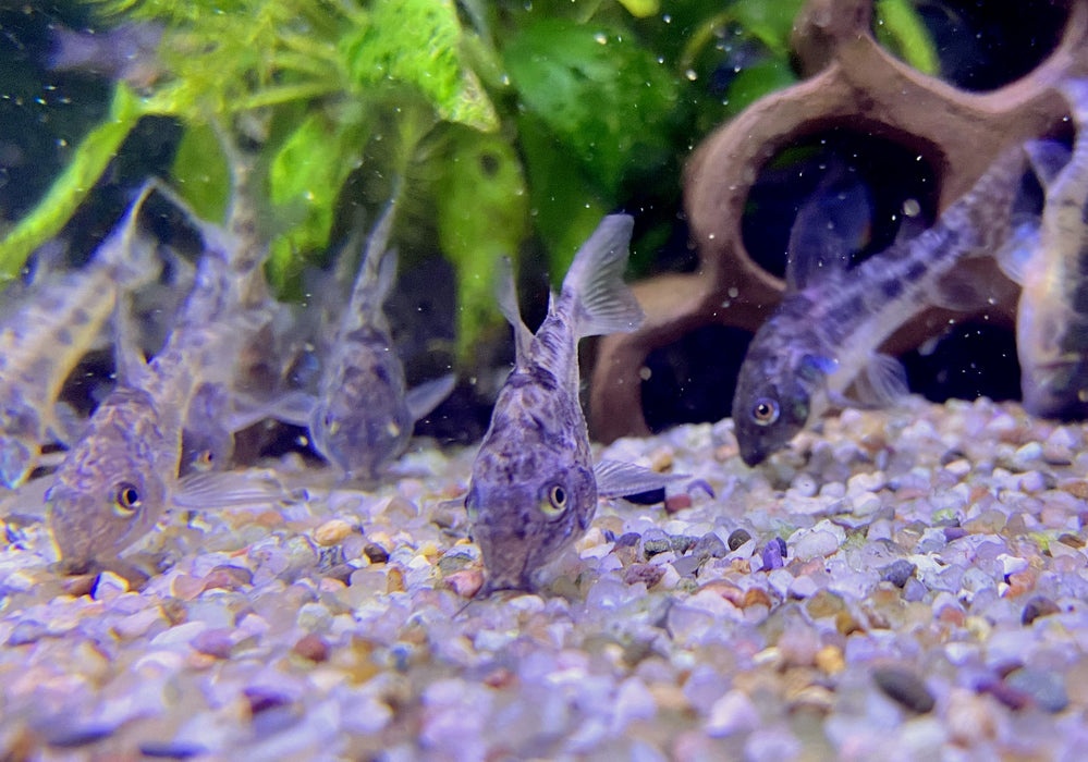 Marmorierter Panzerwels - Hoplisoma (Corydoras) paleatum