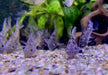 Marmorierter Panzerwels - Hoplisoma (Corydoras) paleatum
