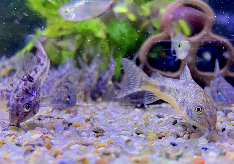 Marmorierter Panzerwels - Hoplisoma (Corydoras) paleatum