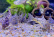 Marmorierter Panzerwels - Hoplisoma (Corydoras) paleatum