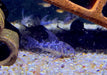 Marmorierter Panzerwels Highfin - Hoplisoma (Corydoras) paleatum